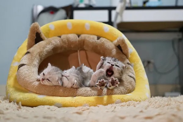 猫咪为什么哈气，可能是感受到疼痛或威胁等因素引起