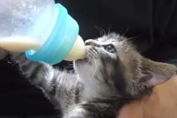 猫咪为什么哈气，可能是感受到疼痛或威胁等因素引起