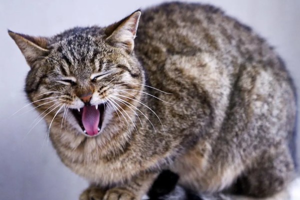 猫咪为什么哈气，可能是感受到疼痛或威胁等因素引起
