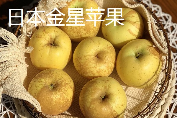 受欢迎的进口苹果品种，有日本千雪、世界一号等