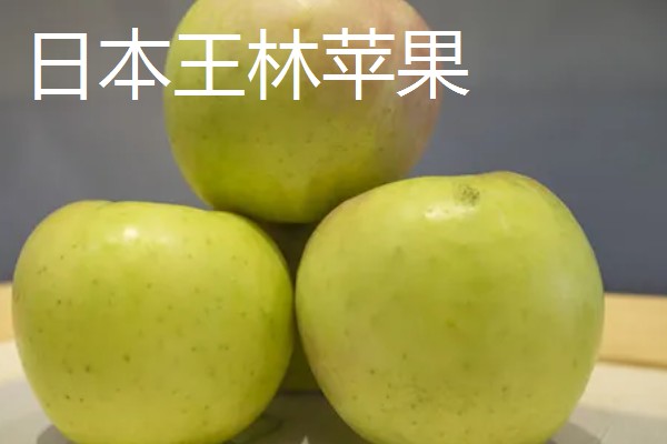 受欢迎的进口苹果品种，有日本千雪、世界一号等