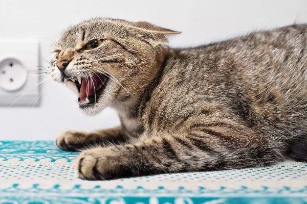 猫咪为什么哈气，可能是感受到疼痛或威胁等因素引起