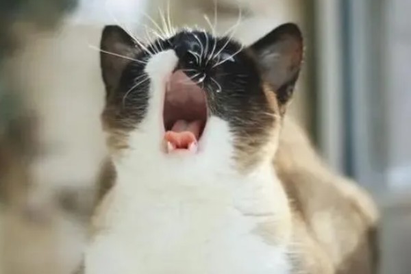 猫咪为什么哈气，可能是感受到疼痛或威胁等因素引起
