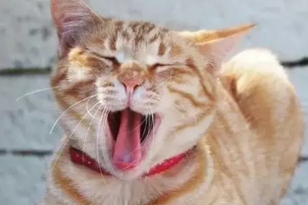 猫咪为什么哈气，可能是感受到疼痛或威胁等因素引起