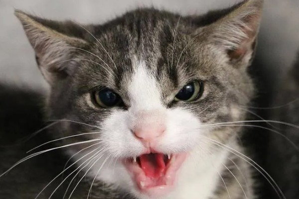猫咪为什么哈气，可能是感受到疼痛或威胁等因素引起
