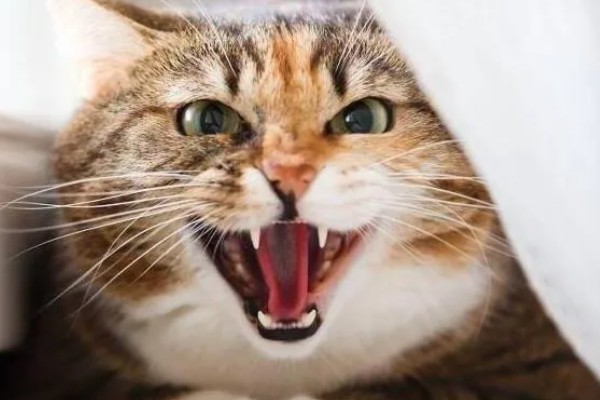 猫咪为什么哈气，可能是感受到疼痛或威胁等因素引起