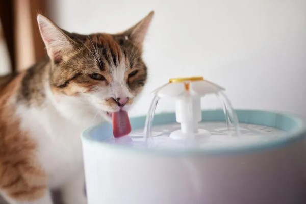 猫咪为什么哈气，可能是感受到疼痛或威胁等因素引起