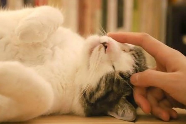 猫咪为什么哈气，可能是感受到疼痛或威胁等因素引起