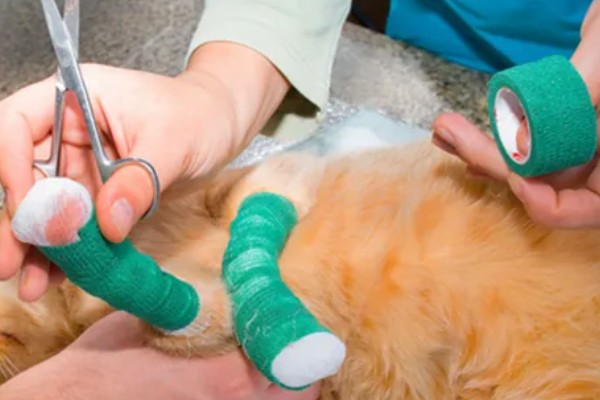 猫咪为什么哈气，可能是感受到疼痛或威胁等因素引起