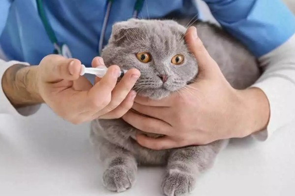 猫咪为什么哈气，可能是感受到疼痛或威胁等因素引起