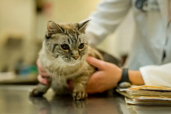 猫咪为什么哈气，可能是感受到疼痛或威胁等因素引起