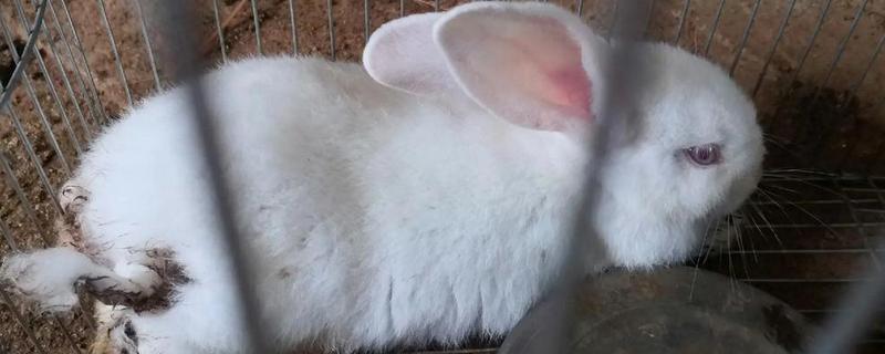 兔子为什么会便秘，常见饮食不当、缺少运动等原因