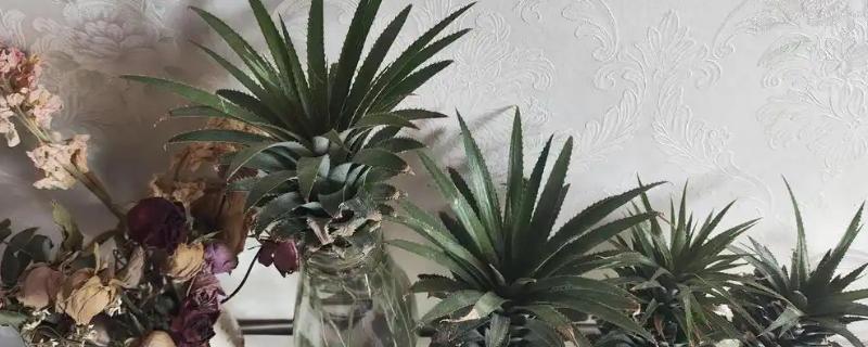 如何水培菠萝，每隔1周换一次水