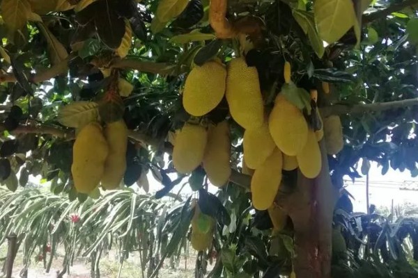 尖蜜拉怎么种植,每次抽新梢前都要追施速效肥
