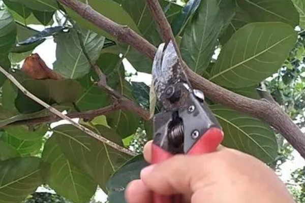 尖蜜拉怎么种植,每次抽新梢前都要追施速效肥