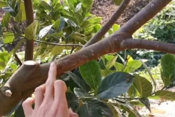 尖蜜拉怎么种植,每次抽新梢前都要追施速效肥