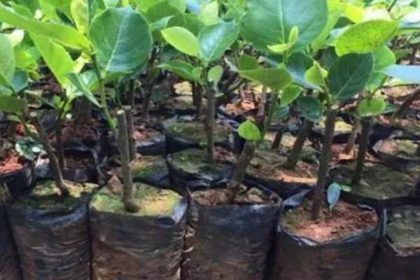 尖蜜拉怎么种植,每次抽新梢前都要追施速效肥