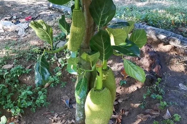 尖蜜拉怎么种植,每次抽新梢前都要追施速效肥