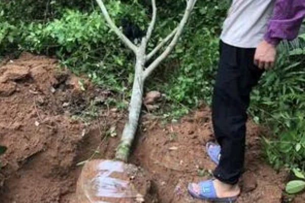 尖蜜拉怎么种植,每次抽新梢前都要追施速效肥