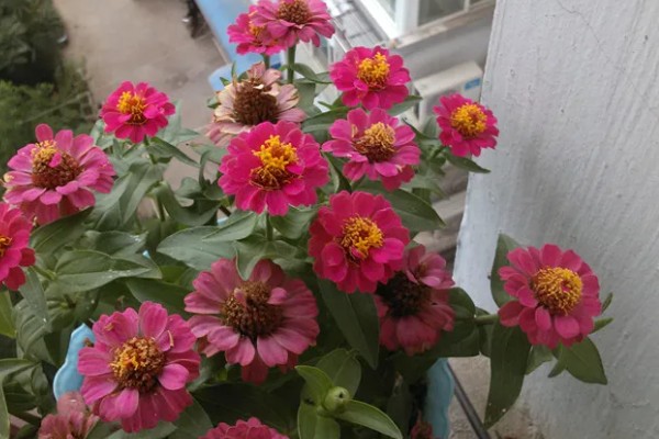 百日草的开花时间，花期一般是6-9月份