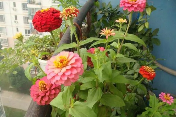 百日草的开花时间，花期一般是6-9月份