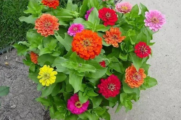 百日草的开花时间，花期一般是6-9月份