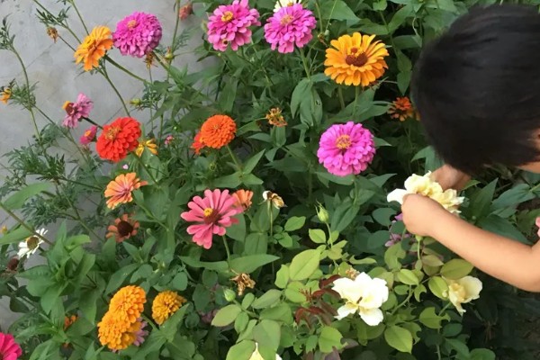 百日草的开花时间，花期一般是6-9月份