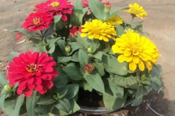 百日草的开花时间，花期一般是6-9月份