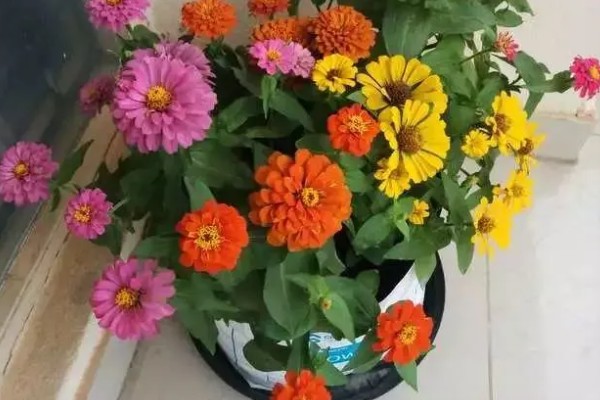 百日草的开花时间，花期一般是6-9月份