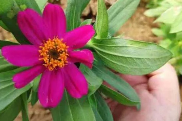 百日草的开花时间，花期一般是6-9月份