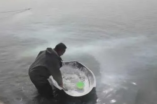 龙虾养殖池的消毒方法,可以用生石灰或漂白粉消毒