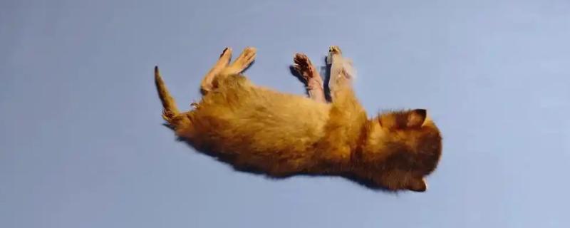 猫咪营养不良的表现，表现为身形消瘦、体重变轻、毛发质量恶化
