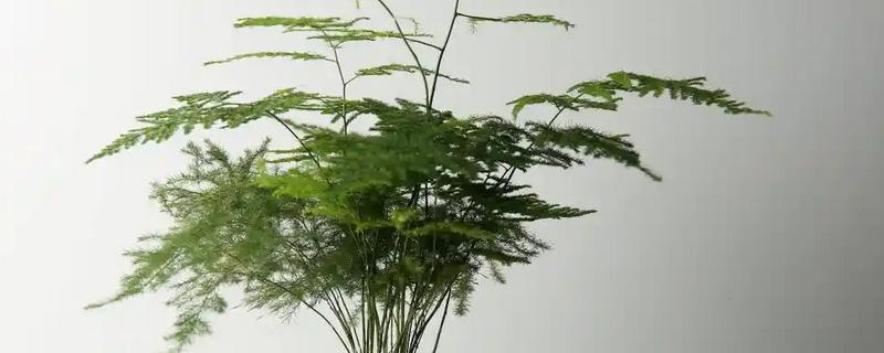 文竹的养殖方法，视天气和盆土干湿情况而浇水