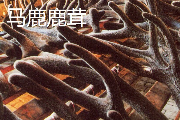 马鹿与梅花鹿鹿茸的区别，其营养价值差距较大