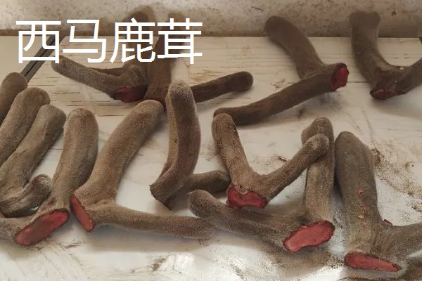 马鹿与梅花鹿鹿茸的区别，其营养价值差距较大