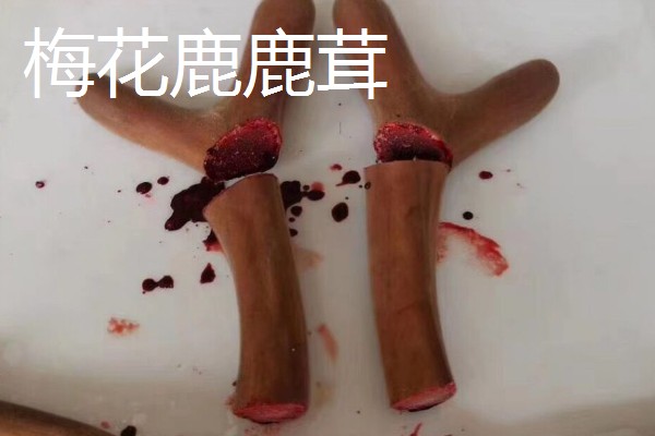 马鹿与梅花鹿鹿茸的区别，其营养价值差距较大