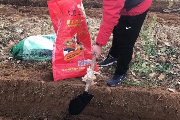 樱桃番茄早疫病怎么防治，发病初期喷施扑海因等药剂