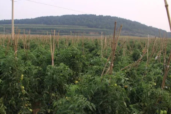 樱桃番茄早疫病怎么防治，发病初期喷施扑海因等药剂