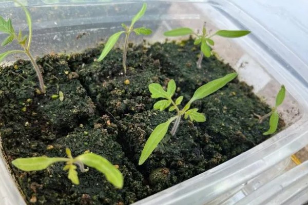 樱桃番茄早疫病怎么防治，发病初期喷施扑海因等药剂