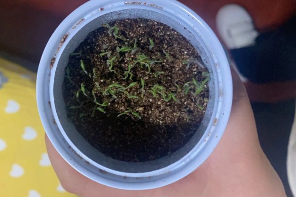 樱桃番茄早疫病怎么防治，发病初期喷施扑海因等药剂