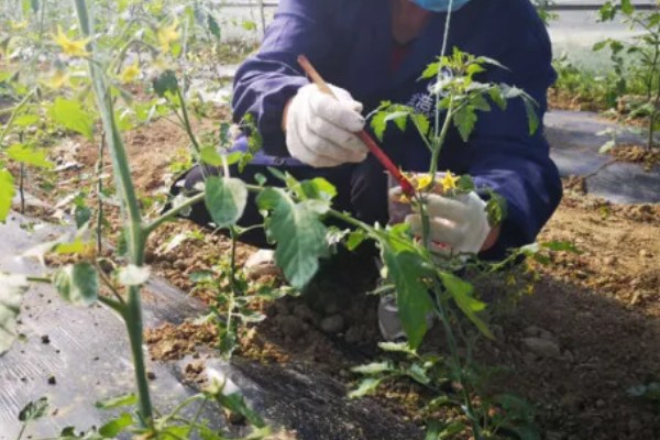 樱桃番茄早疫病怎么防治，发病初期喷施扑海因等药剂