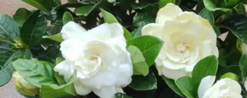 栀子花叶子枯焦怎么办，缺少水分每周要浇水1-2次