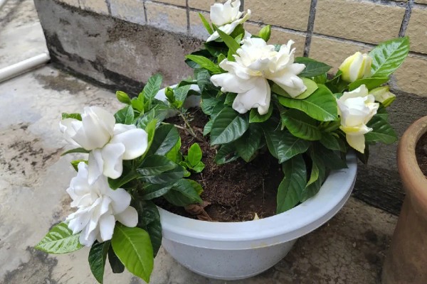 栀子花叶子枯焦怎么办,缺少水分每周要浇水1-2次