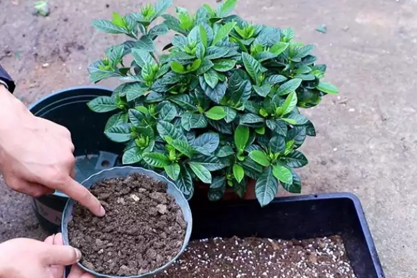 栀子花叶子枯焦怎么办,缺少水分每周要浇水1-2次