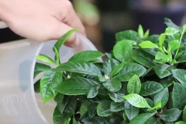 栀子花叶子枯焦怎么办,缺少水分每周要浇水1-2次