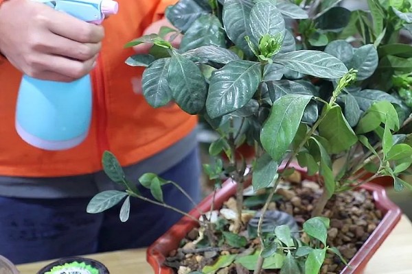 栀子花叶子枯焦怎么办,缺少水分每周要浇水1-2次