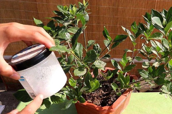 栀子花叶子枯焦怎么办,缺少水分每周要浇水1-2次