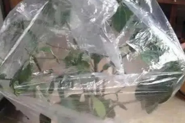 栀子花叶子枯焦怎么办,缺少水分每周要浇水1-2次