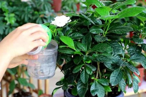 栀子花叶子枯焦怎么办,缺少水分每周要浇水1-2次