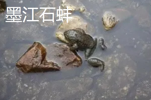 云南省墨江县的特产,墨江咖啡深受消费者喜爱
